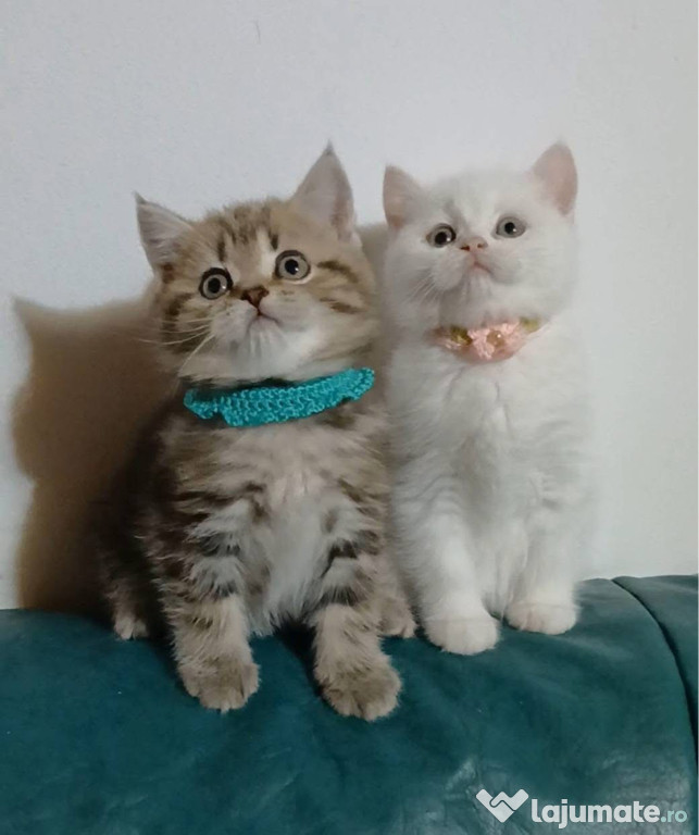 British shorthair băieței și fetițe