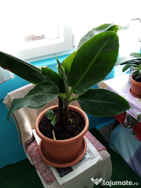 Vand o planta bananier Musa Darf Cavendish (Musa Tropicana)