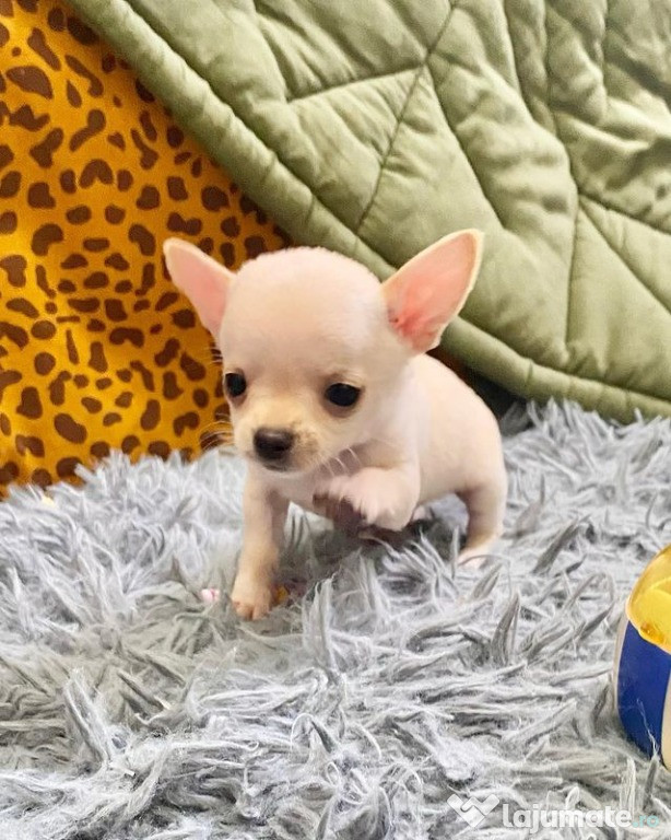 Pui de chihuahua disponibili