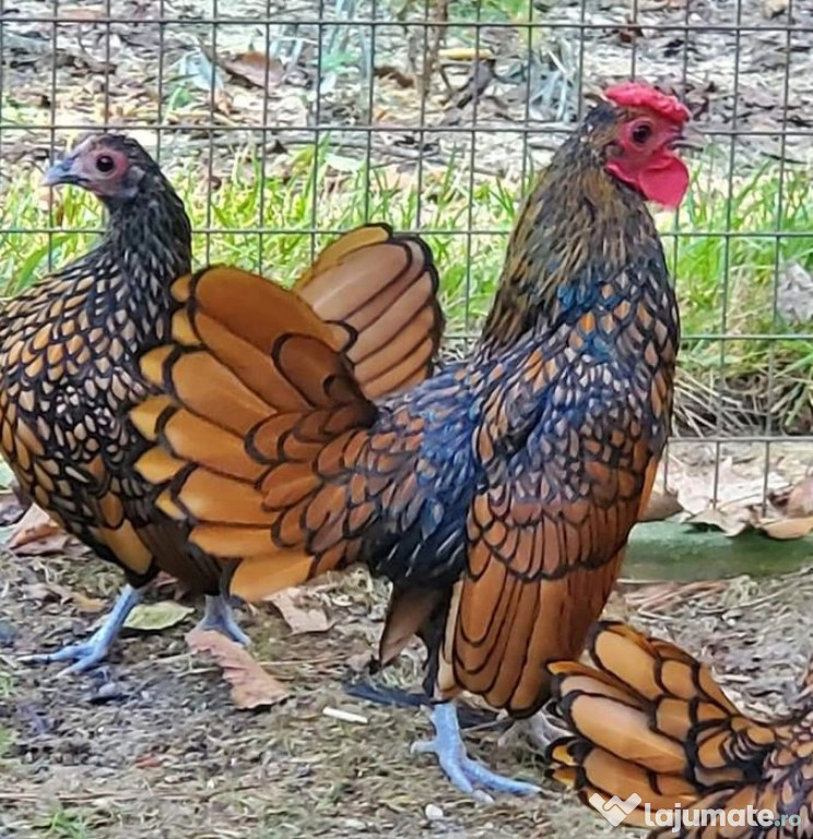 Vand cocosi si gaini