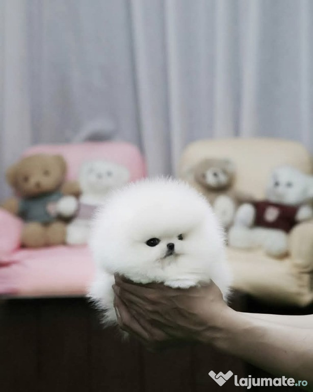 Pomeranian mini teacup