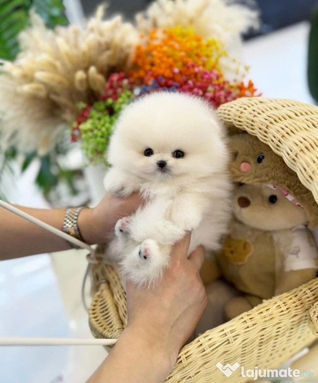 Pomeranian mini toy