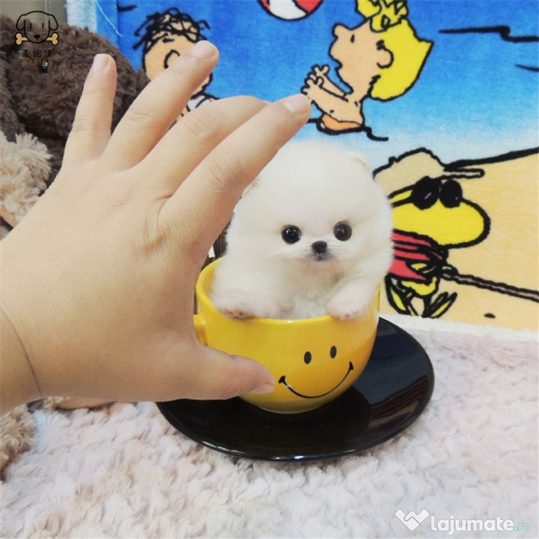 Pomeranian mini toy