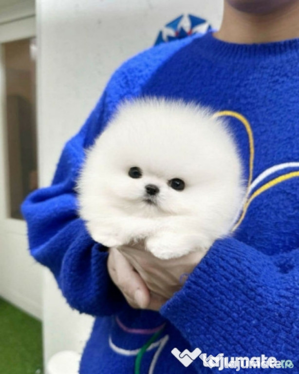 Pomeranian boo mini de buzunar