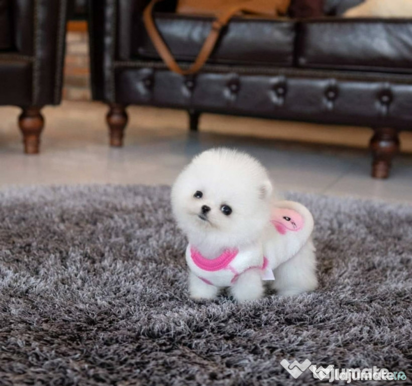 Pomeranian mini boo