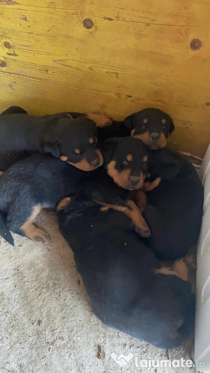 Vând pui de Rottweiler