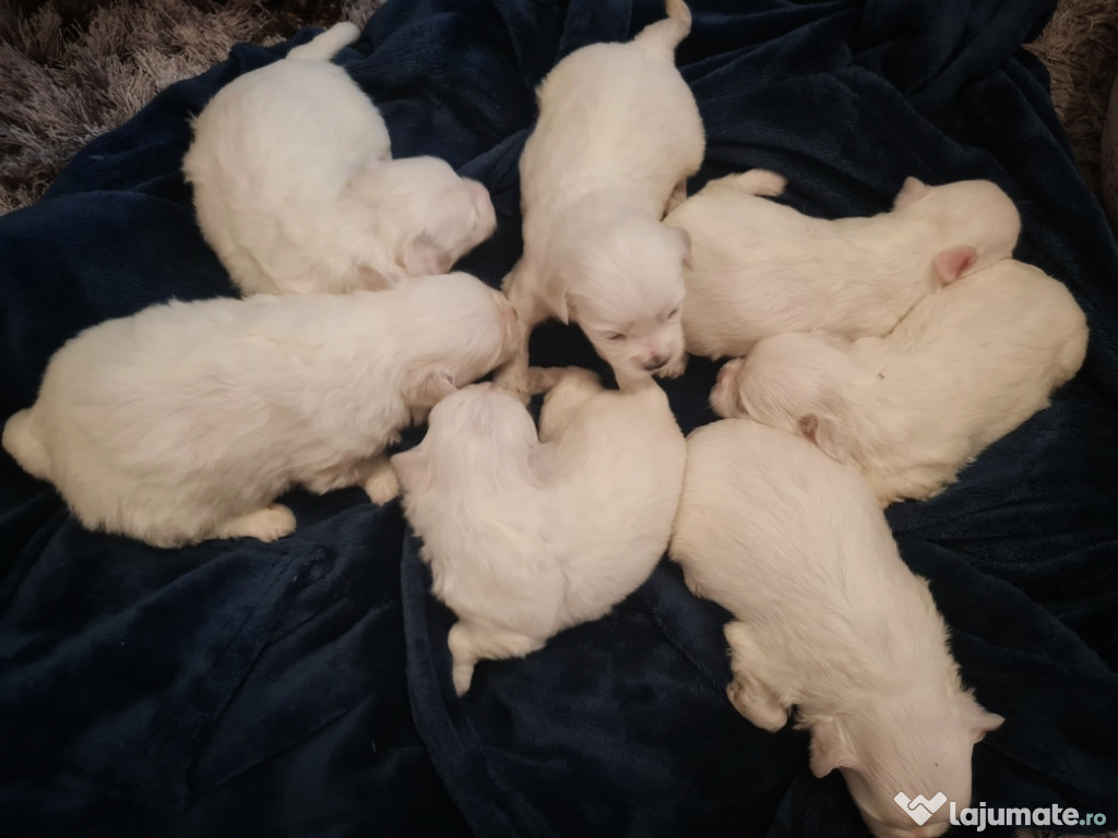 Căței Bichon Maltez