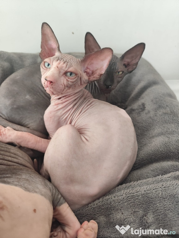Pisoiasi sphynx deosebiti