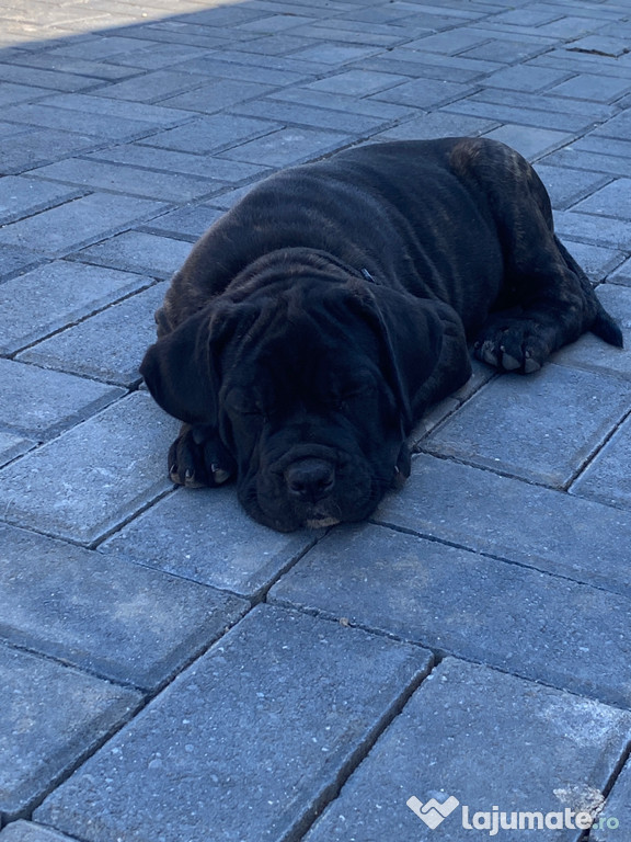 Cane Corso negru