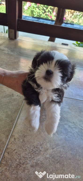 Vând catei shih tzu