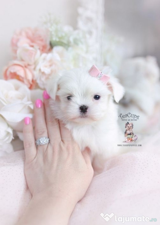 Bichon maltez mini toy