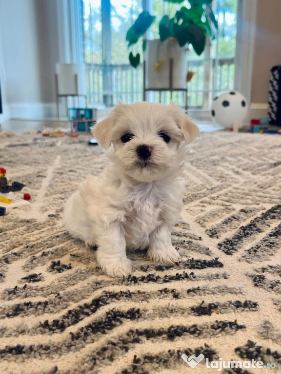 Bichon maltez mini toy