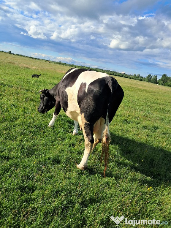 Vaca tanara de vanzare