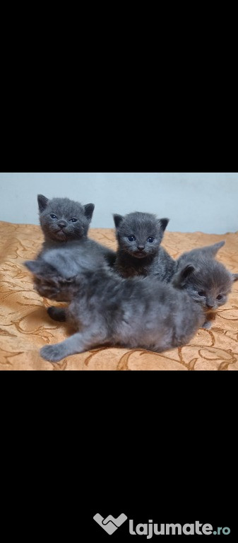 Vând pui British Shorthair