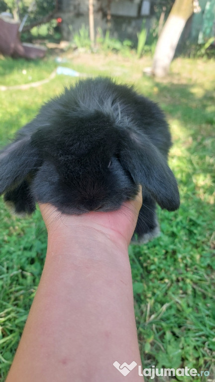 Iepuroaica berbec german