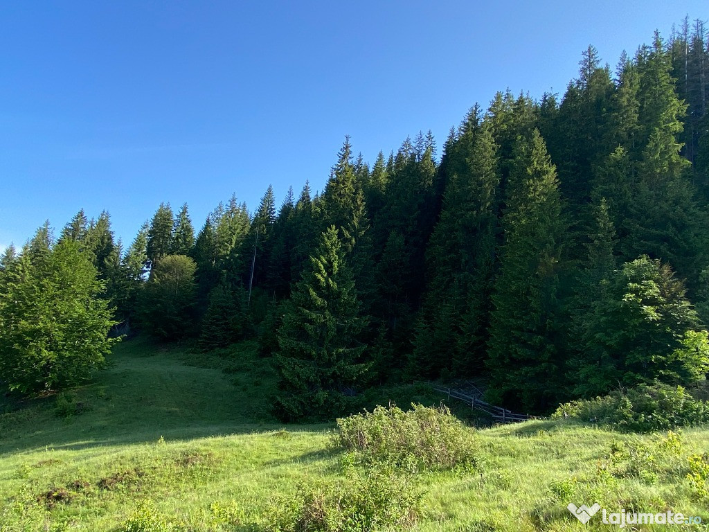Teren forestier de vanzare