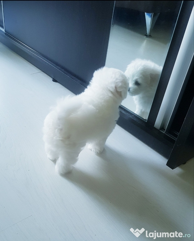 Vand Bichon Maltez