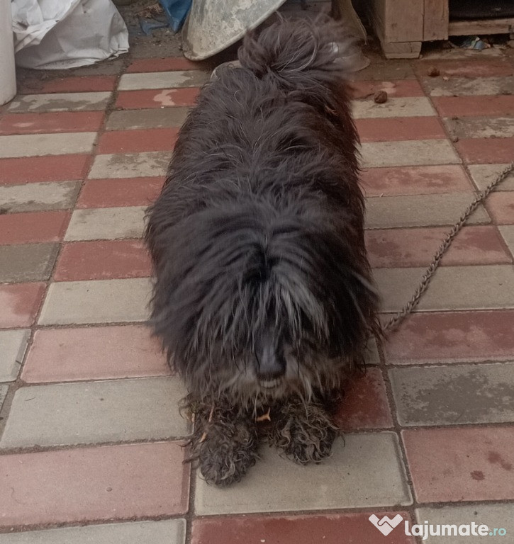 Femela Bichon maltez