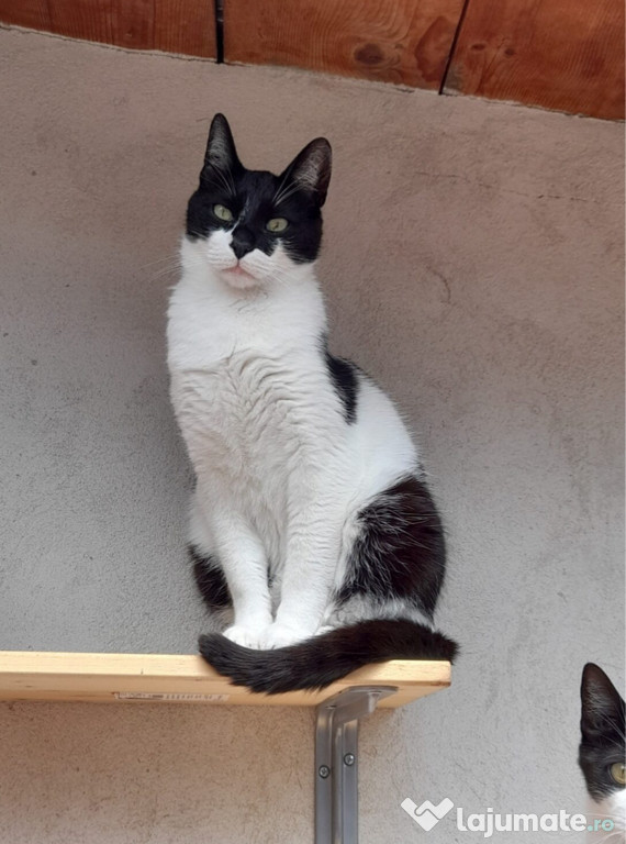 Adoptie motanel Arogantul