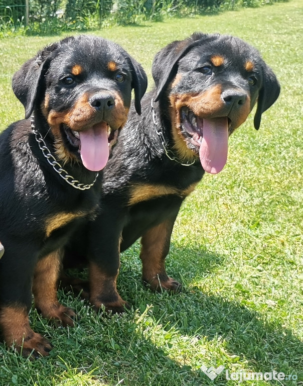 Pui Rottweiler cu pedigree