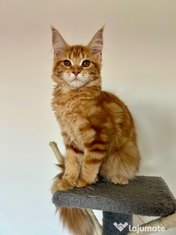 Pui Maine Coon Red