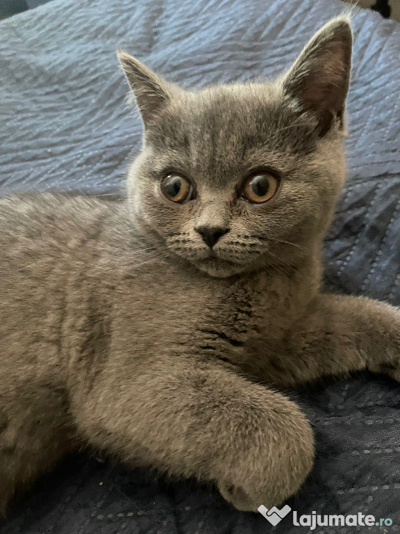 Pisicuta British Shorthair