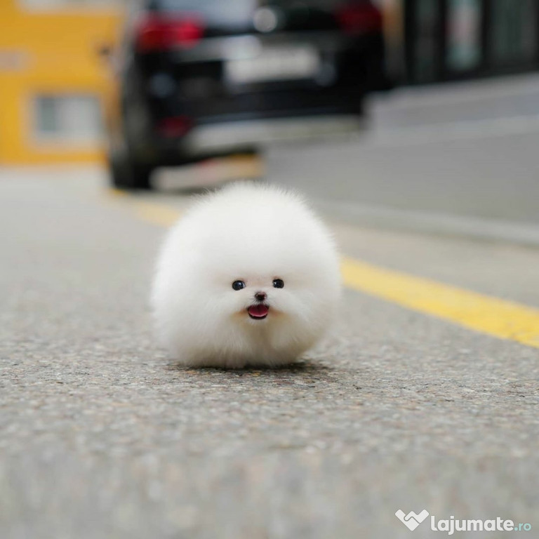Pomeranian mini puppy