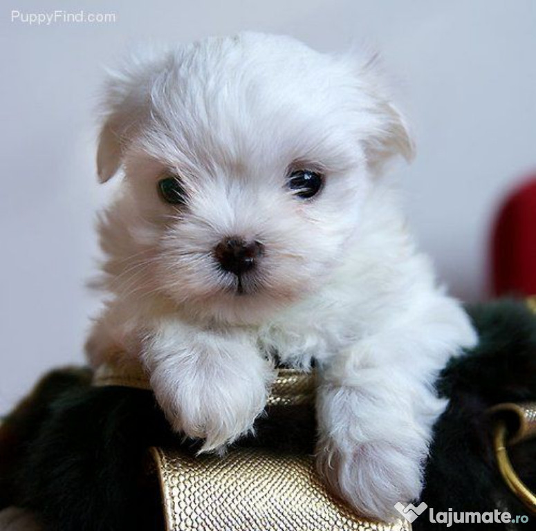 Bichon maltez mini toy