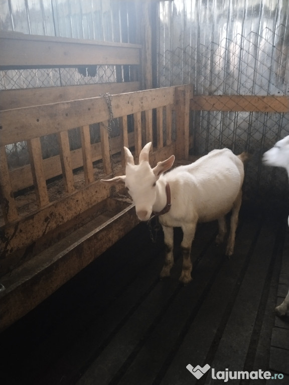 Vând țap sannen în vârstă de 5 luni