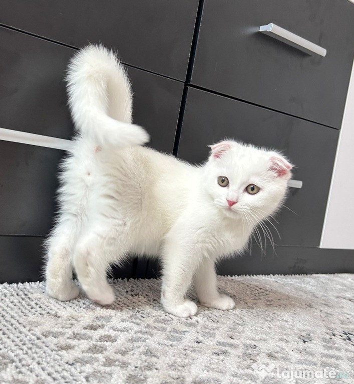 Pisoi Scottish Fold Shorthair. Un ghemotoc de fericire (Pedigree)