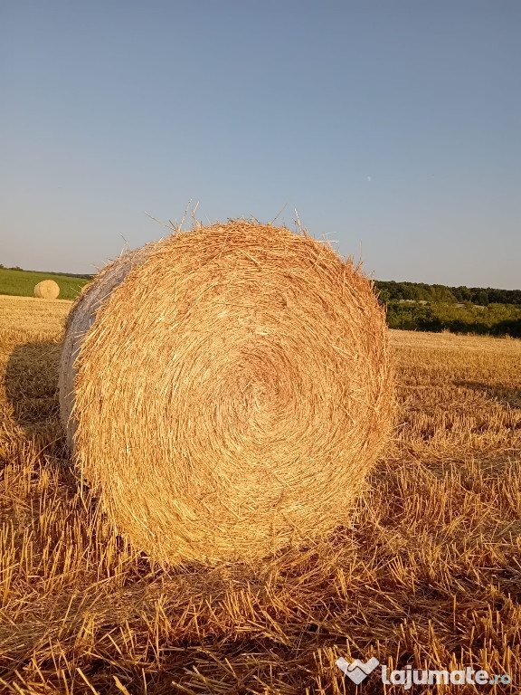 Vând Baloți de Paie semi tocate.