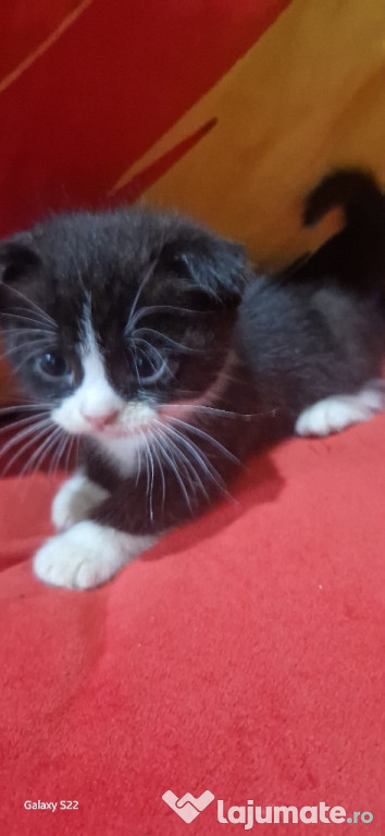 Vând urgent scottishFold