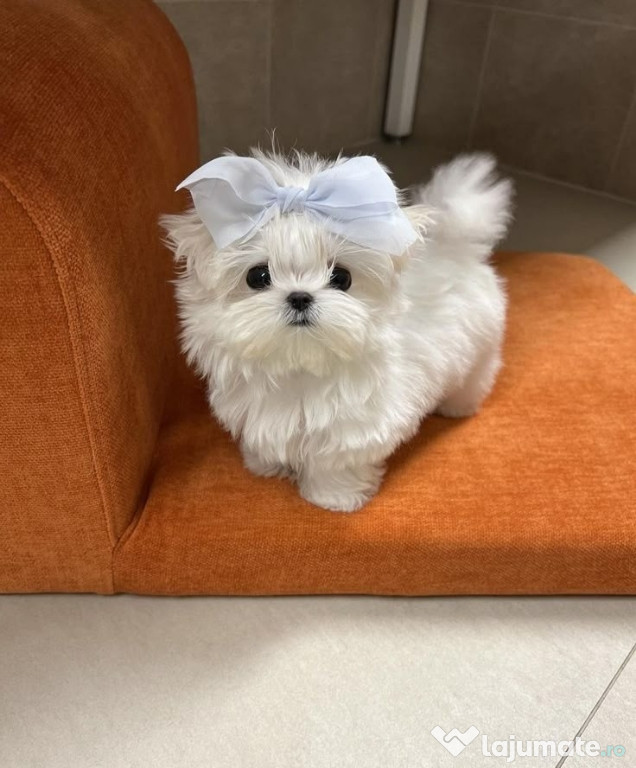 Bichon maltez mini toy
