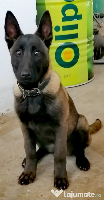 Ciobanesc belgian malinois