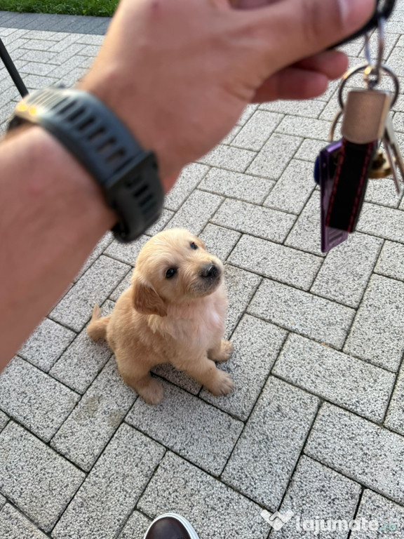 Cățelușă Golden Retriever