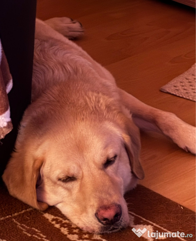 Donez Labrador Bland
