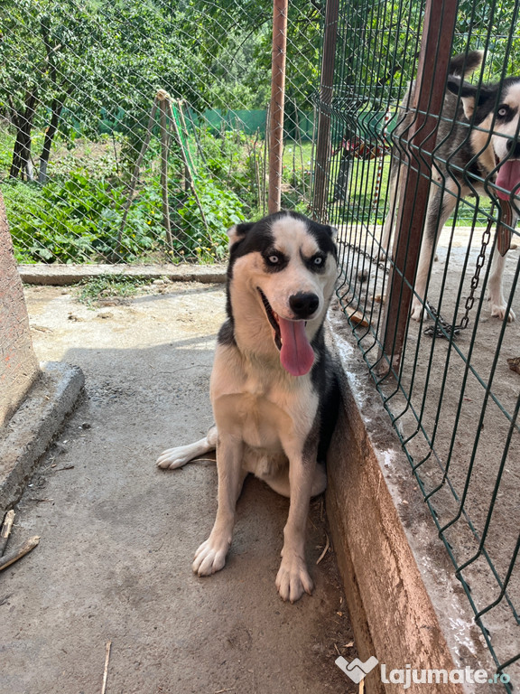 Husky siberian rasa pura