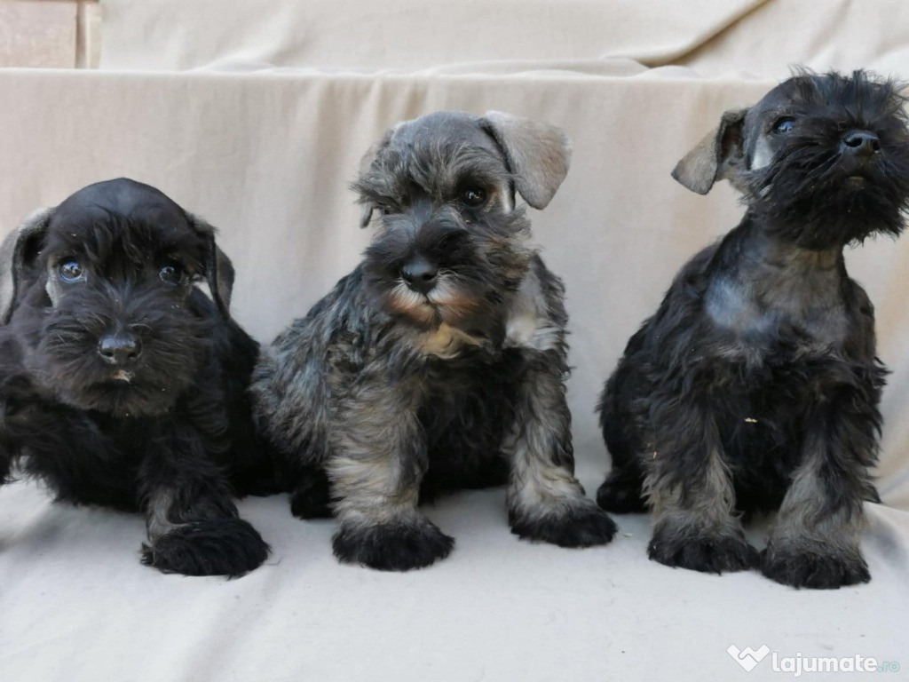 Pui Schnauzer Pitic mascul