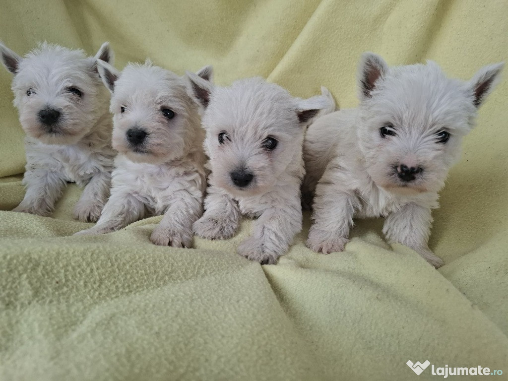 Pui Westie femela