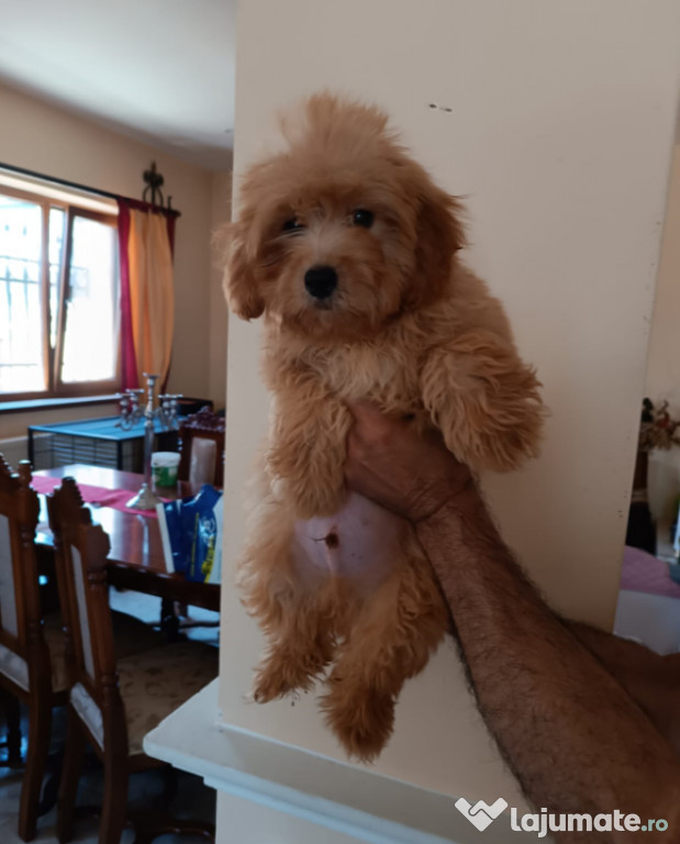 Pui Maltipoo mascul