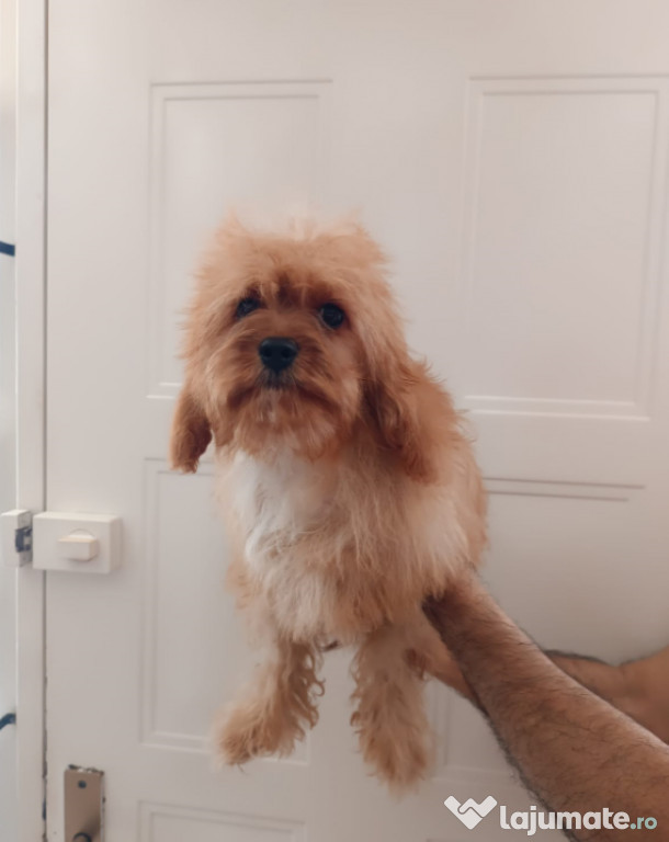 Pui Cavapoo femela