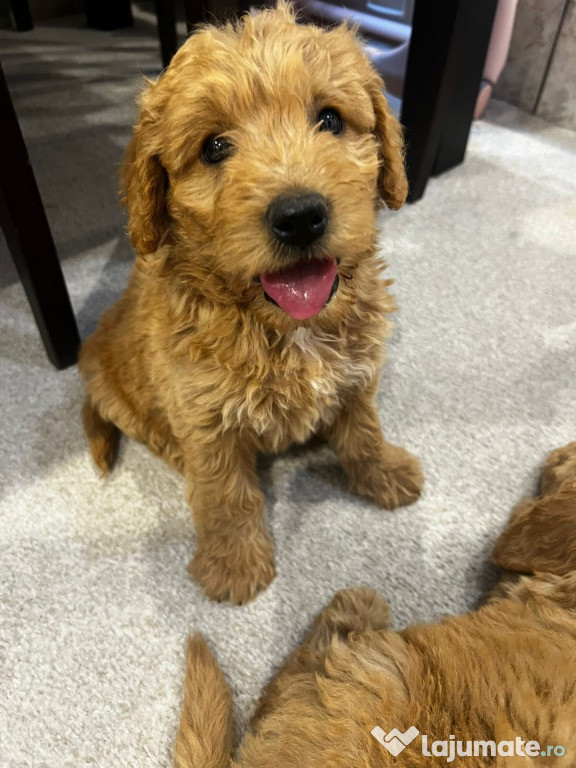 Pui Goldendoodle