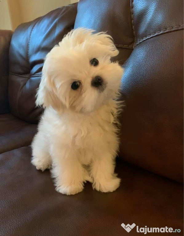 Bichon maltez alb mascul