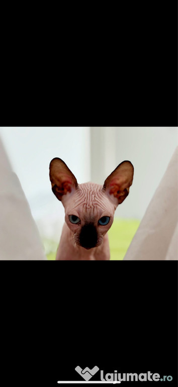 Pui Sphinx 3 luni