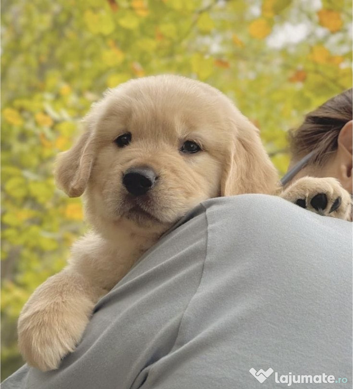 Golden retriever