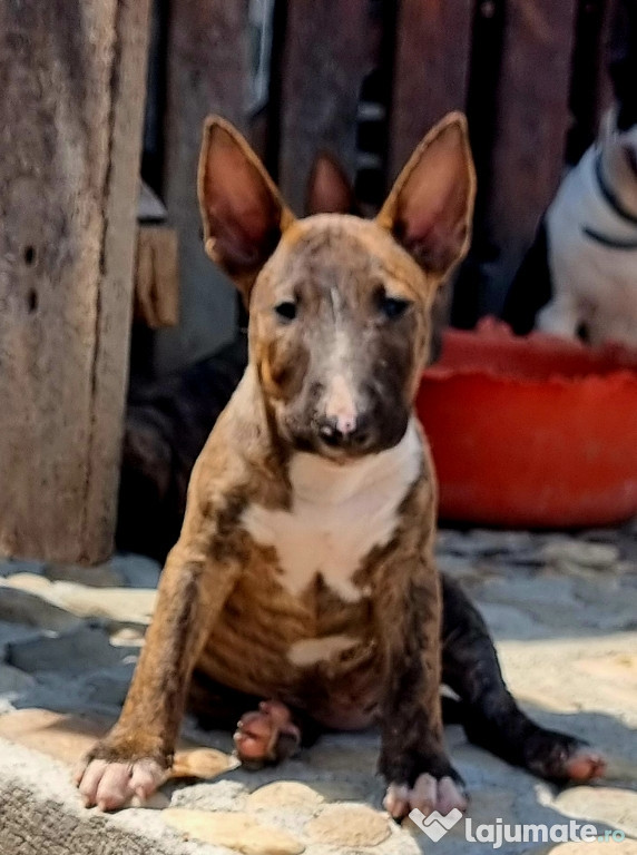 Bull Terrier Miniature