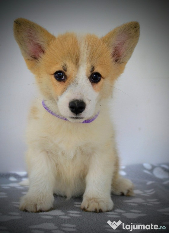 Welsh Corgi Pembroke – Pui frumoși