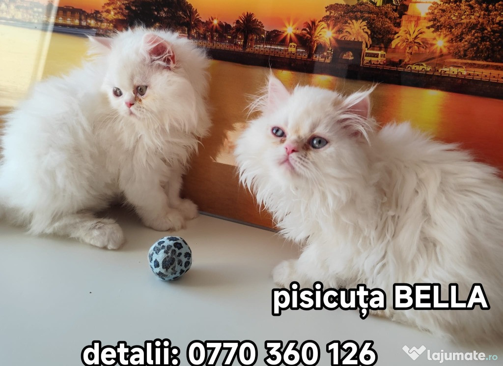 Pisoi persani deosebiți caută stăpâni iubitiri