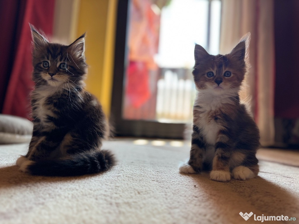 Maine Coon vanzare
