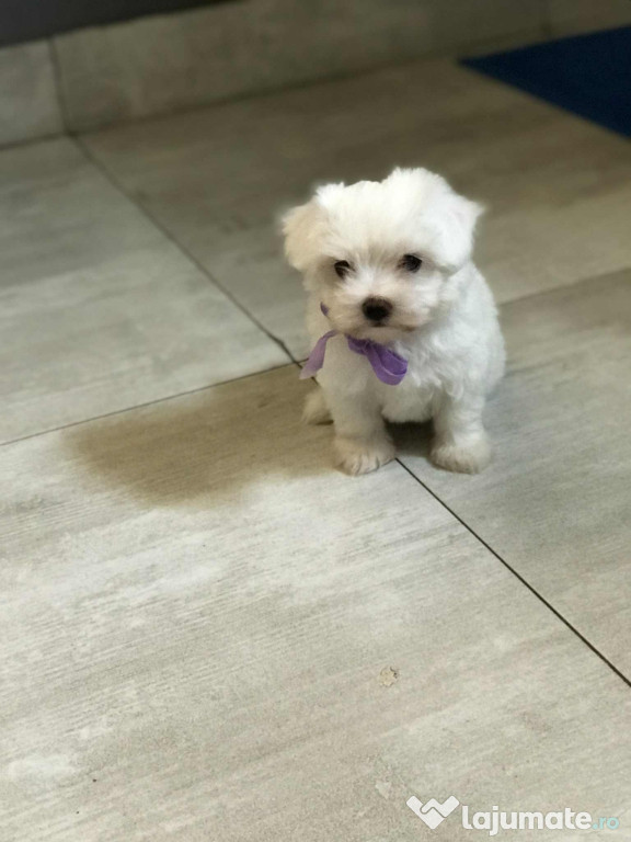 Pui Bichon Maltez